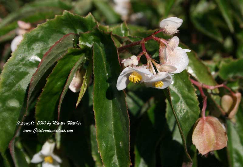 Begonia echinosepala