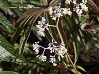 Begonia luxurians, Palm Leaf Begonia