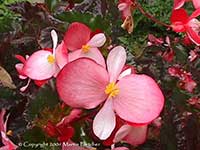 Begonia richmondensis, Richmond Begonia