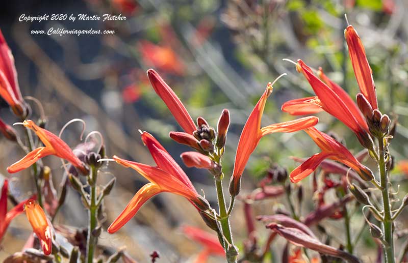 Justicia californica, Chuperosa