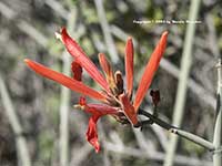 Beloperone californica, Chuparosa
