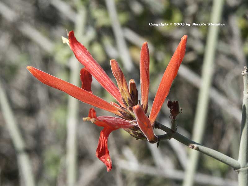 Justicia californica, Chuperosa