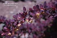 Berberis thunbergii, Red Japanese Barberry