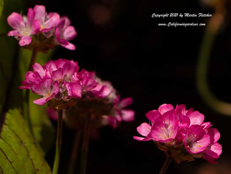 Bergenia Bressingham Ruby