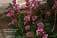 Bergenia Bressingham Ruby, Bressingham Ruby Bergenia