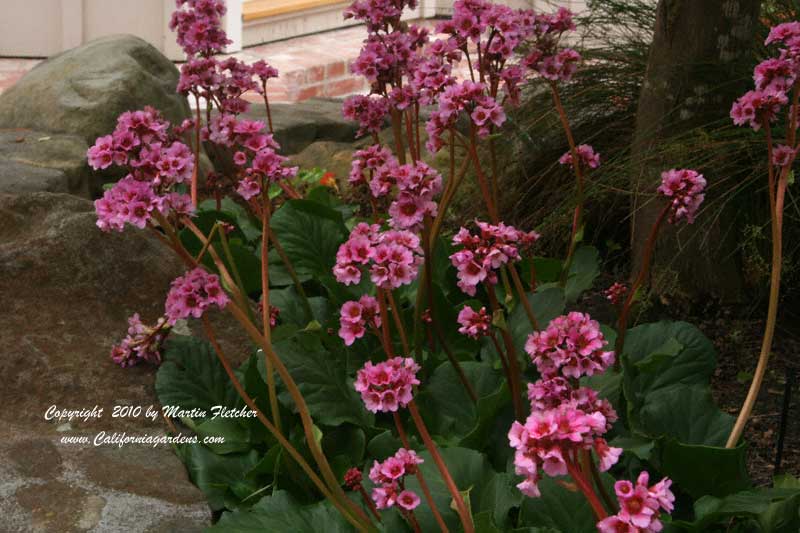 Bergenia Bressingham Ruby