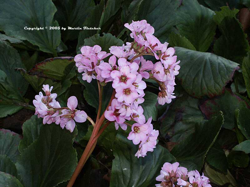 Bergenia crassifolia, Winter Blooming Bergenia