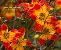 Bidens Beedance Painted Red, Apache Beggarticks, Carpet Beggarticks