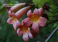 Bignonia capreolata Tangerine Beauty, Tangerine Beauty Cross Vine