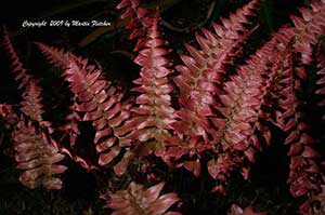 Blechnum occidentale, Hammock Fern