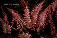Blechnum occidentale, Hammock Fern