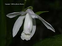 Bletilla striata alba, Chinese Ground Orchid