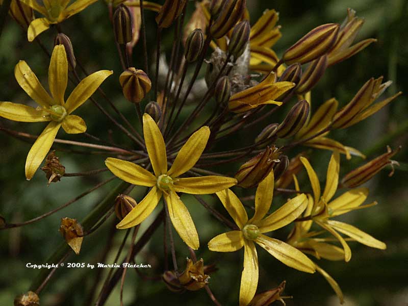 Bloomeria crocea, Golden Star