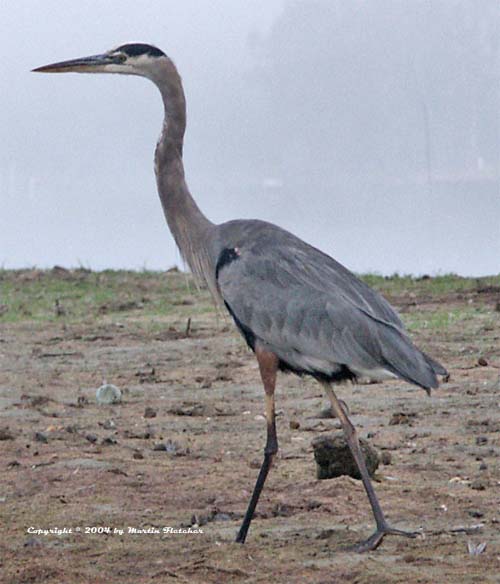 Blue Heron