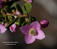 Boronia crenulata Shark Bay, Shark Bay Aniseed Boronia