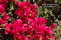 Bougainvillea Barbara Karst
