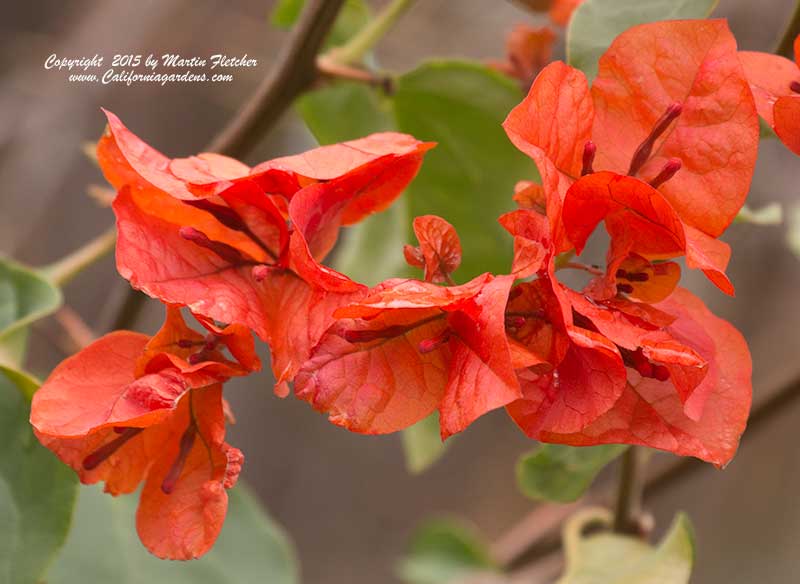 Bougainvillea Flame