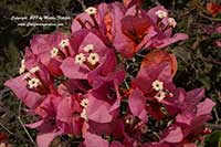 Bougainvillea Rosenka