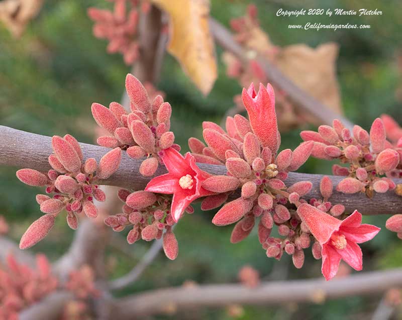 Red Flowers