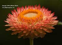 Bracteantha bracteata Apricot Peach, Apricot Peach Straw Flower, Paper Flower