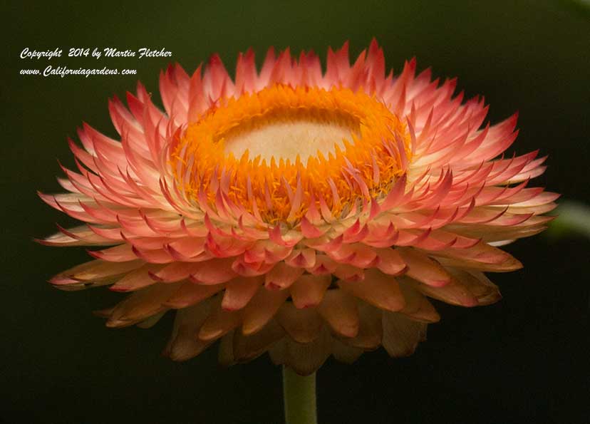 Bracteantha bracteata Apricot Peach, Straw Flower, Paper Flower