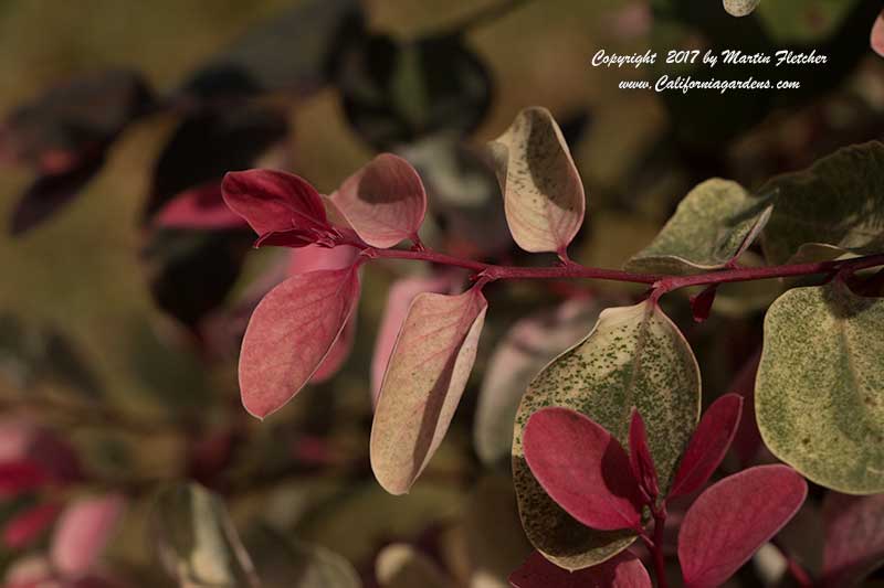 Breynia disticha, Snow Bush