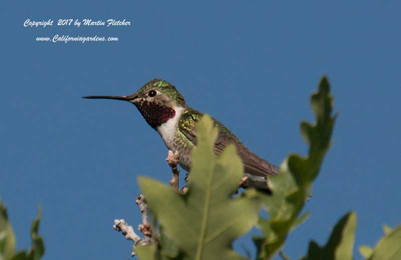 Broad Tailed Hummingbird