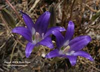 Brodiaea elegans, Triteleia elegans, Harvest Brodiaea