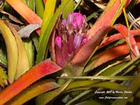 Bromelia humilis