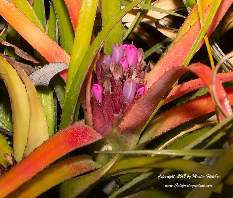 Bromelia humilis