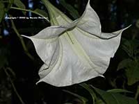 White Trumpet Tree, Brugmansia Betty Marshall