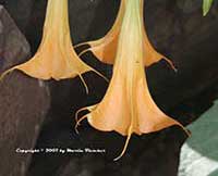 Brugmansia Charles Grimaldi, Gold Trumpet Tree