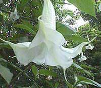 Trumpet Tree, Brugmansia candida