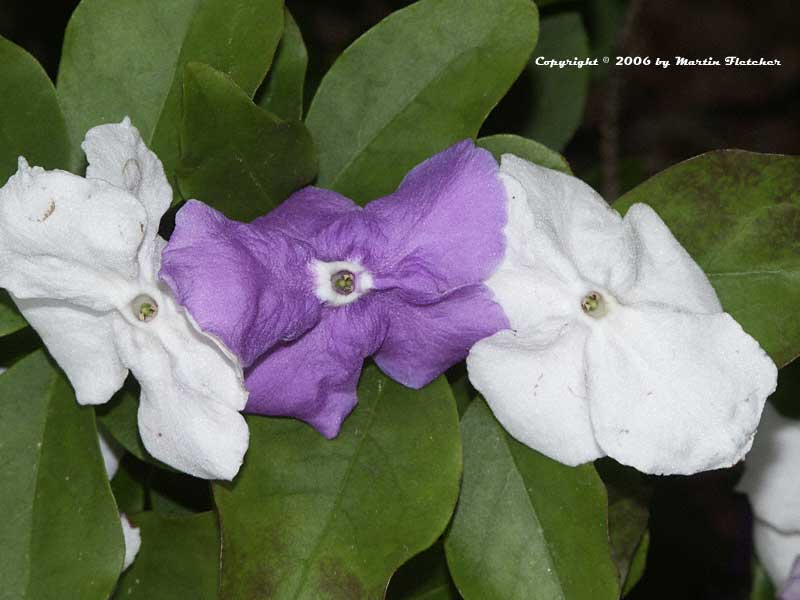 Brunfelsia uniflora, Yesterday Today and Tomorrow