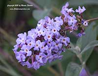 Buddleia Blue Ribbon, Blue Ribbon Butterfly Bush
