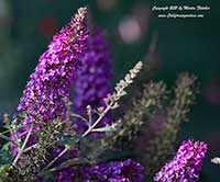 Buddleia Color Crush, Color Crush Butterfly Bush