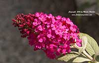 Buddleia Miss Molly, Miss Molly Butterfly Bush
