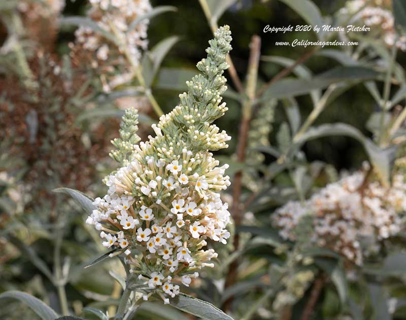 Buddliea White Profusion