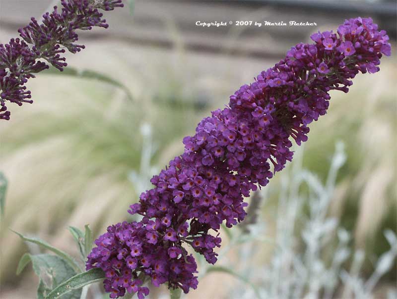 Buddleia Black Knight Butterfly Bush