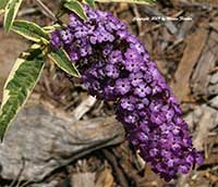 Buddleia Harlequin, Harlequin Butterfly Bush