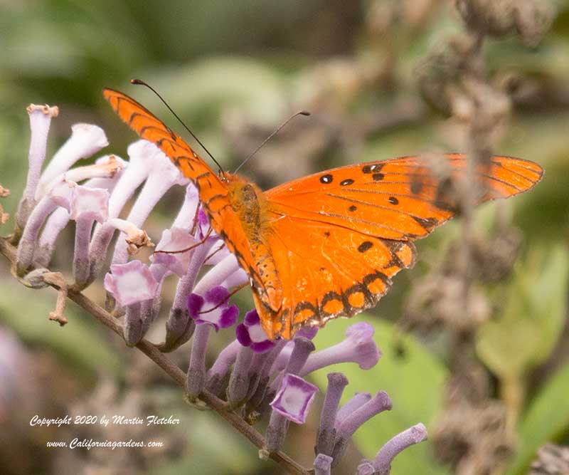 Buddleia lindleyana, Weeping Butterfly Bush, Gulf Frittilary