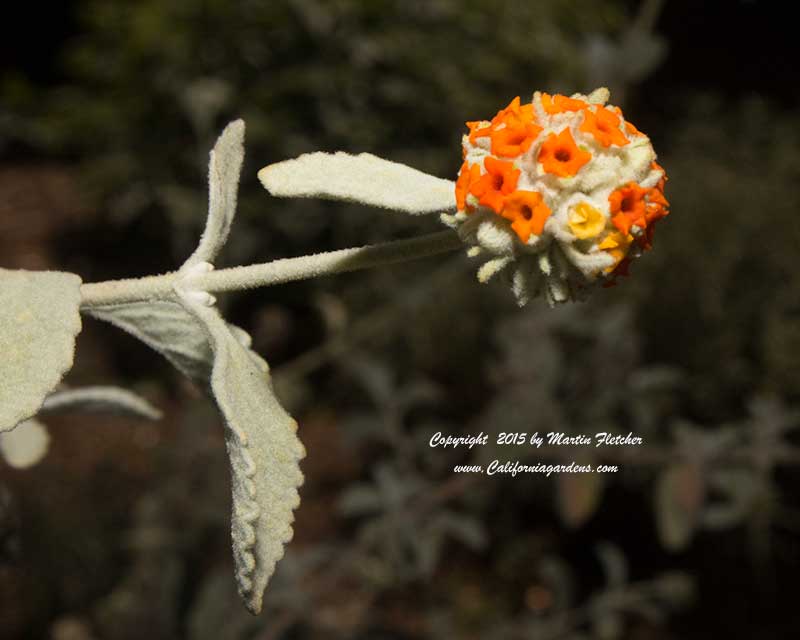 Buddleia marrubifolia, Woolly Butterfly Bush