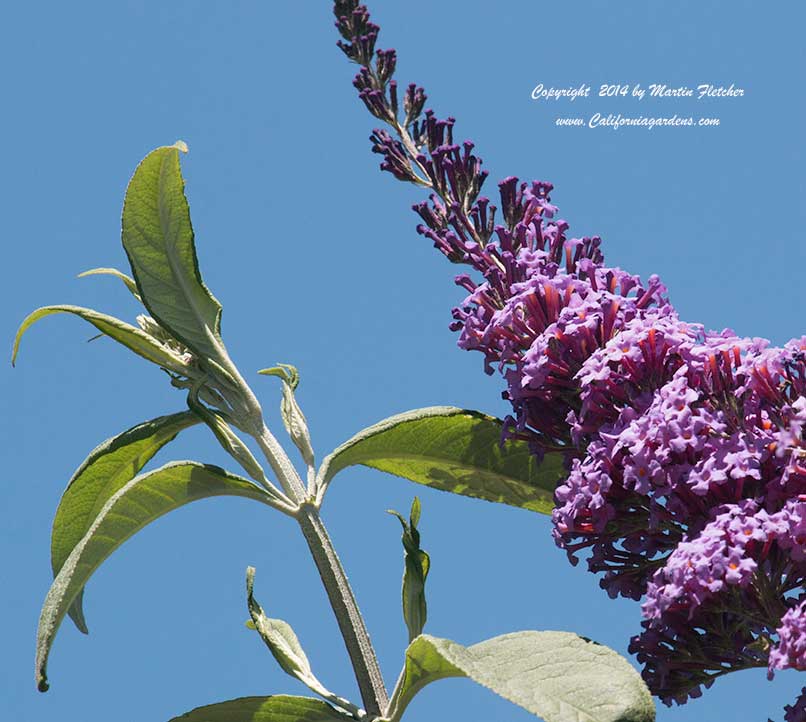 Buddleia Pink Delight, Pink Butterfly Bush