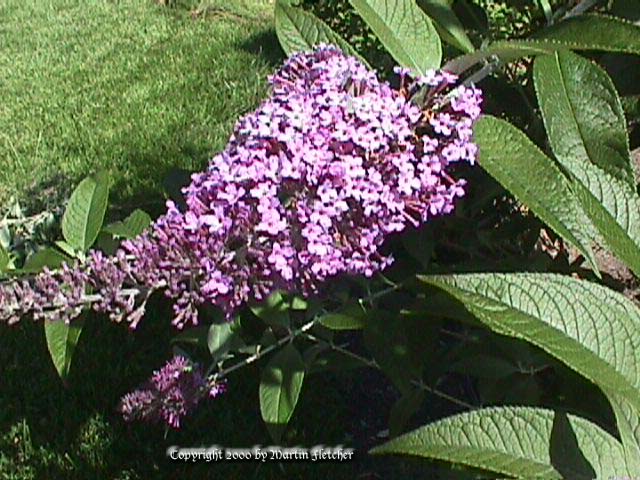 Buddleia Lochinch