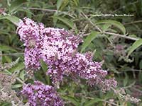 Buddleia Lochinch, Lavender Butterfly Bush