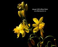 Bulbine frutescens, Stalked Bulbine
