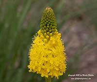 Bulbinella nutans, Cat's Tail