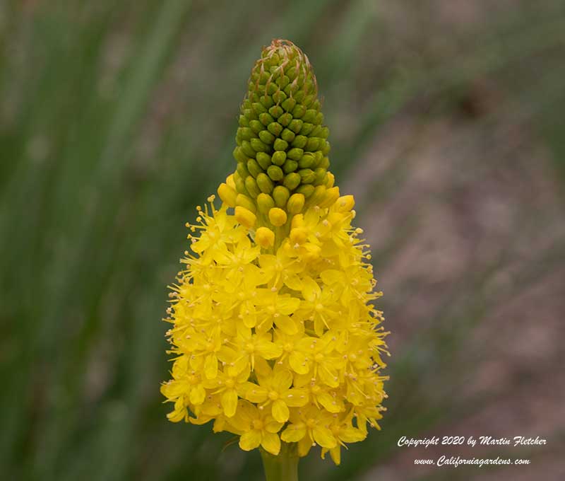 Bulbinella nutans, Cat's Tail