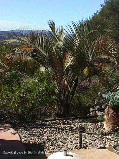 Butia capitata, Pindo Palm, Jelly Palm