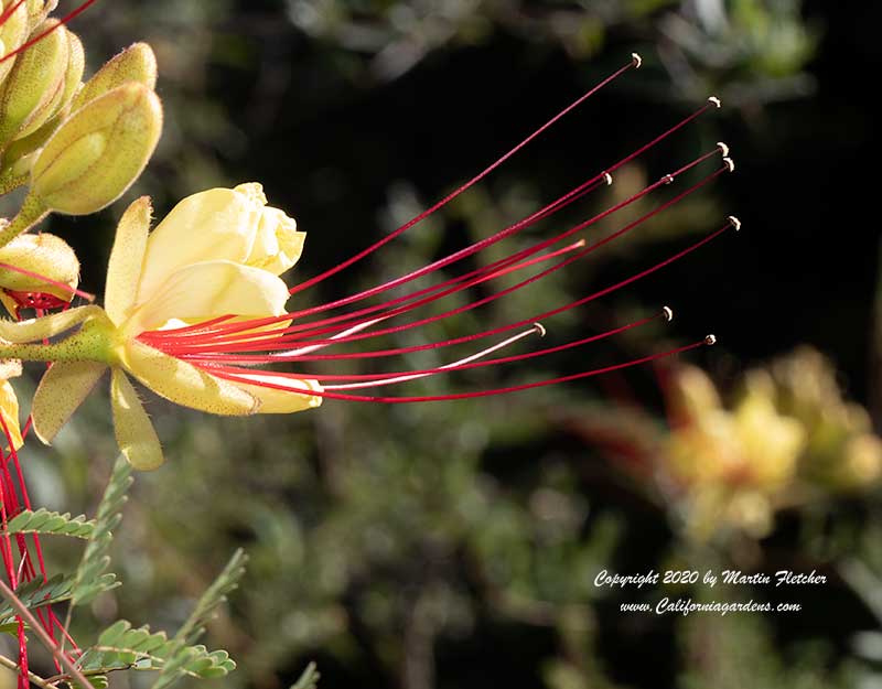 Caesalpinia gilliesii, Desert Bird of Paradise